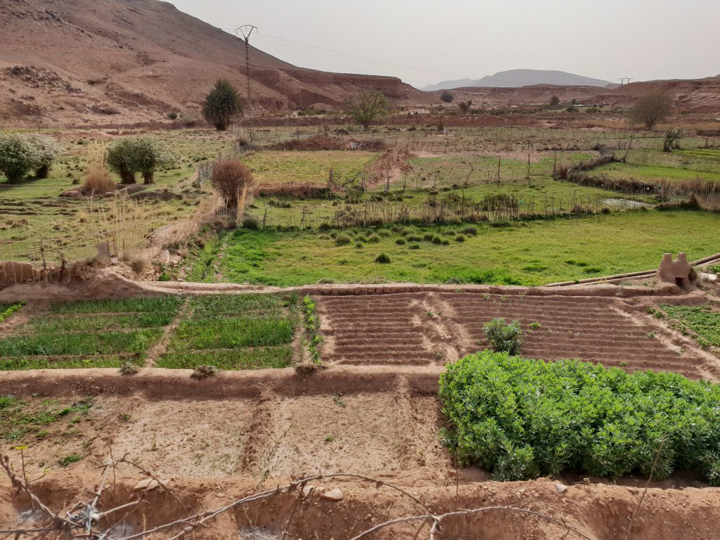 agricultural plots in the oasis region