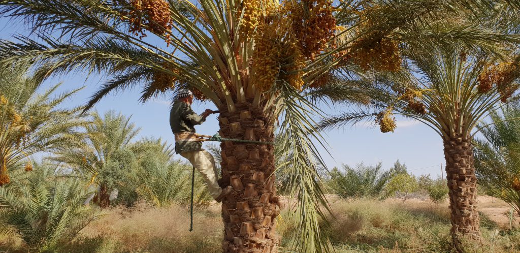 Man climbs palm tree to harvest dates
